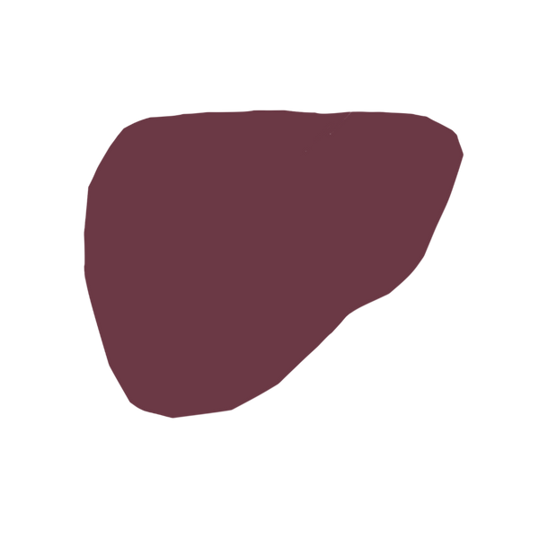 Liver