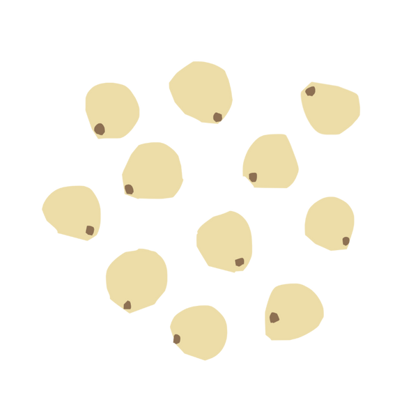 Sorghum